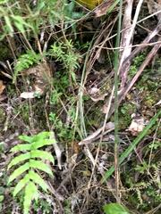 Blechnum novae-zelandiae
