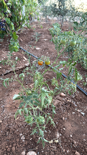 tomato