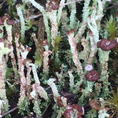 Cladonia glebosa