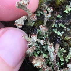 Cladonia glebosa