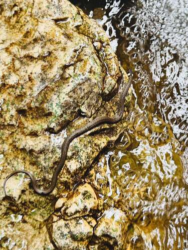 grass snake