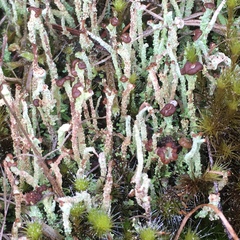 Cladonia glebosa