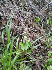 Valeriana flaccidissima