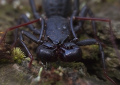 Mastigoproctus cinteotl