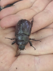 no rights reserved Oryctes nasicornis holdhausi
