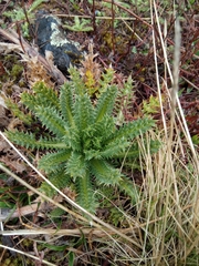 Perezia multiflora, photograph author not stated, no rights reserved