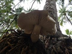 Macrocybe titans