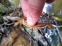Procambarus dupratzii