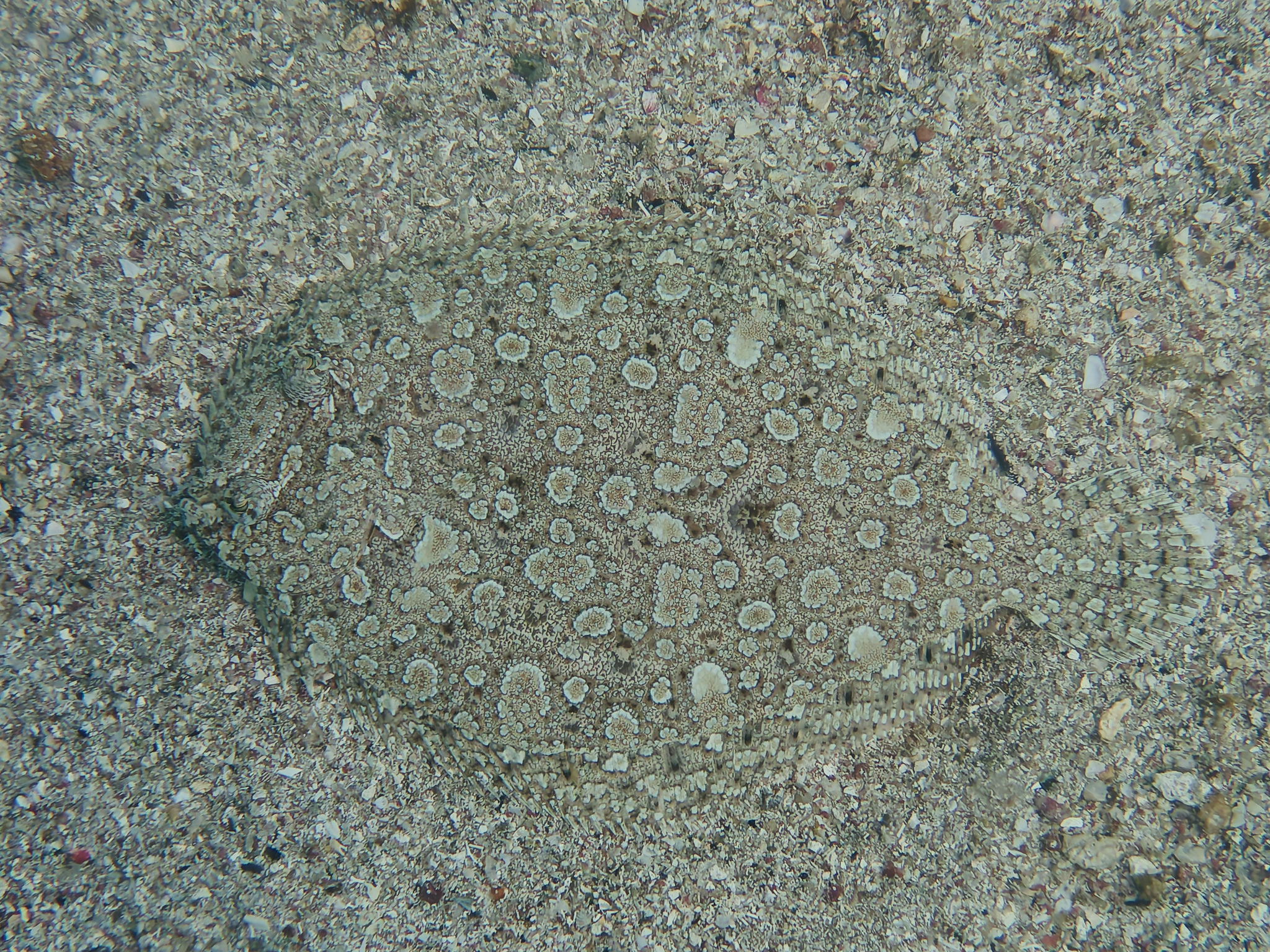 眼斑鮃 (眼斑比目魚) Bothus ocellatus