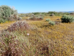 Calochortus striatus