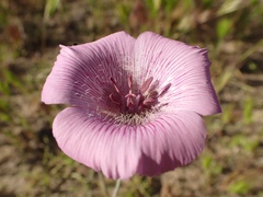 Calochortus striatus