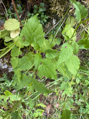 Campanula carpatica, photograph 3