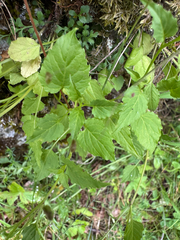 Campanula carpatica, photograph (c) Jeff Clark, some rights reserved (CC BY)