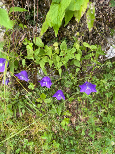 Campanula carpatica, photograph 1