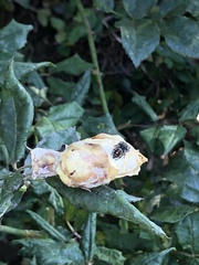 Salticidae
