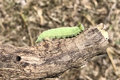 Apaturinae