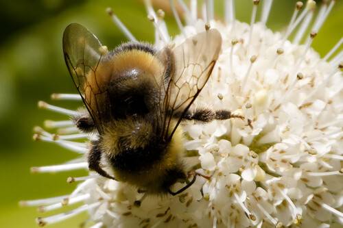 White-tailed Bumble Bee, Plantage, Amsterdam, Netherlands, photo 10 of 10