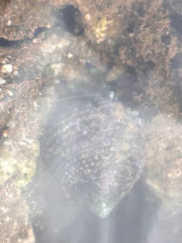 Trochus intextus observed 2026-06-06