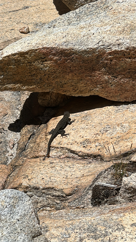 iNaturalist observation photo of Western Fence Lizard