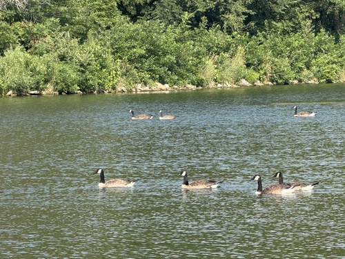 Canada Goose