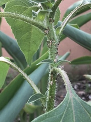 Phenacoccus solenopsis