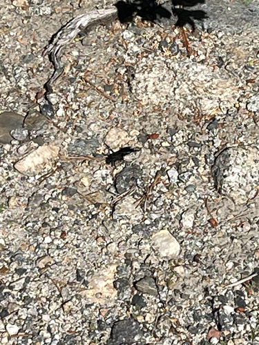 iNaturalist observation photo of Winged and Once-winged Insects