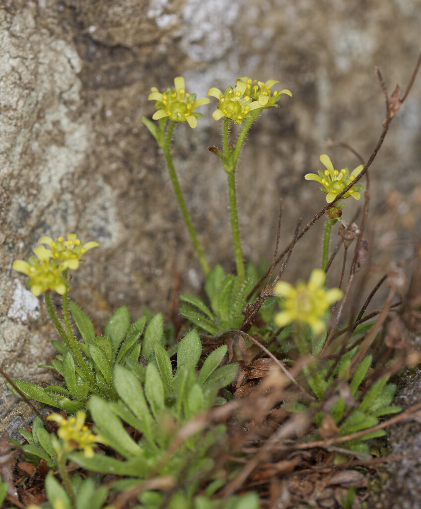 Seguier's Saxifrage