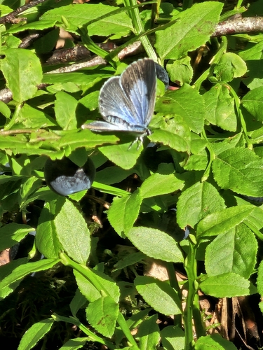 Holly Blue