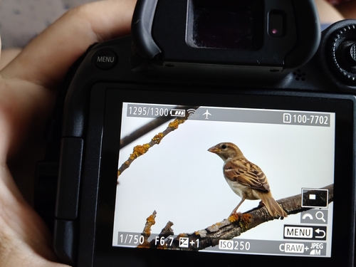 Spanish Sparrow