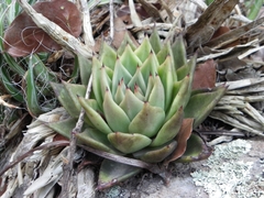 Echeveria agavoides