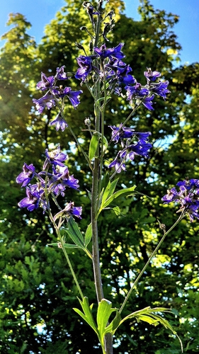 Delphinium cuneatum, photograph 4