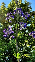 Delphinium cuneatum, photograph (c) Анна Митрошенкова, some rights reserved (CC BY)