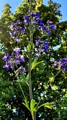 Delphinium cuneatum, photograph (c) Анна Митрошенкова, some rights reserved (CC BY)