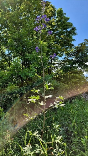 Delphinium cuneatum, photograph 6