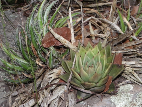Image of Echeveria agavoides by (c) Arturo Castro Castro, some rights reserved (CC BY)
