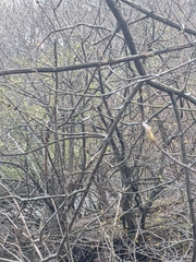 Nycticorax nycticorax