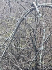 Nycticorax nycticorax