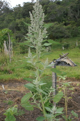 Chenopodium quinoa