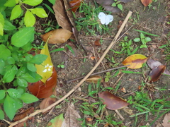 Leptosia nina niobe