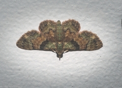 Gymnoscelis derogata