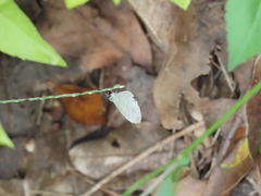 Leptosia nina niobe