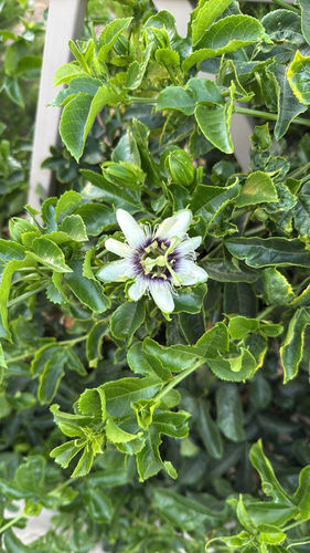 Yellow passionfruit