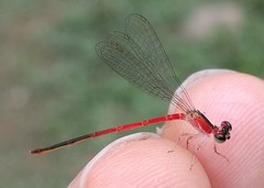 Agriocnemis femina
