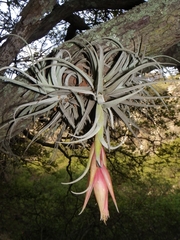 Tillandsia erubescens