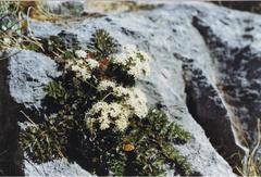Gingidia decipiens