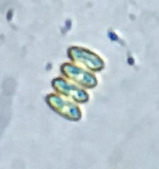 Scenedesmus