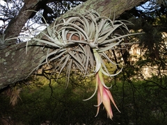 Tillandsia erubescens