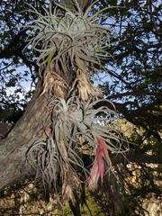 Tillandsia erubescens