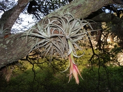 Tillandsia erubescens