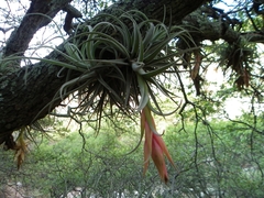 Tillandsia erubescens